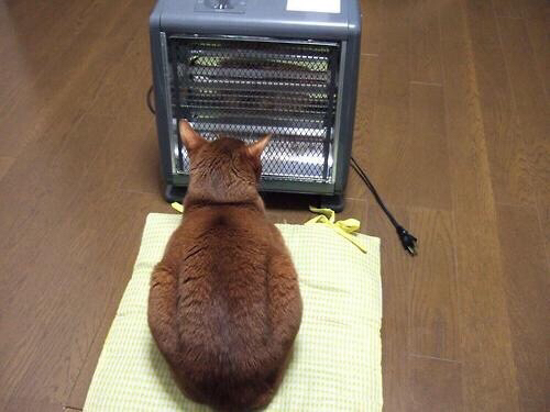 ネコ「お、暖かいやつあるやんけ！前座ったろ！」
