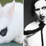 【画像】マリリン・マンソン似のウサギが発見される