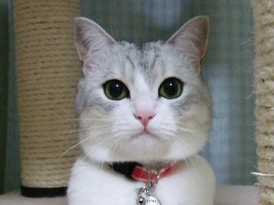 【訃報】人気ブログ猫の「うに」死す　３千件超す、お悔やみ投稿