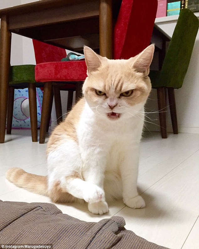【画像】ダークサイドに堕ちたような眼差しの日本のネコが海外で話題に