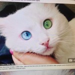 【画像】美しすぎる猫に世界メロメロ…右目ブルー、左目グリーン