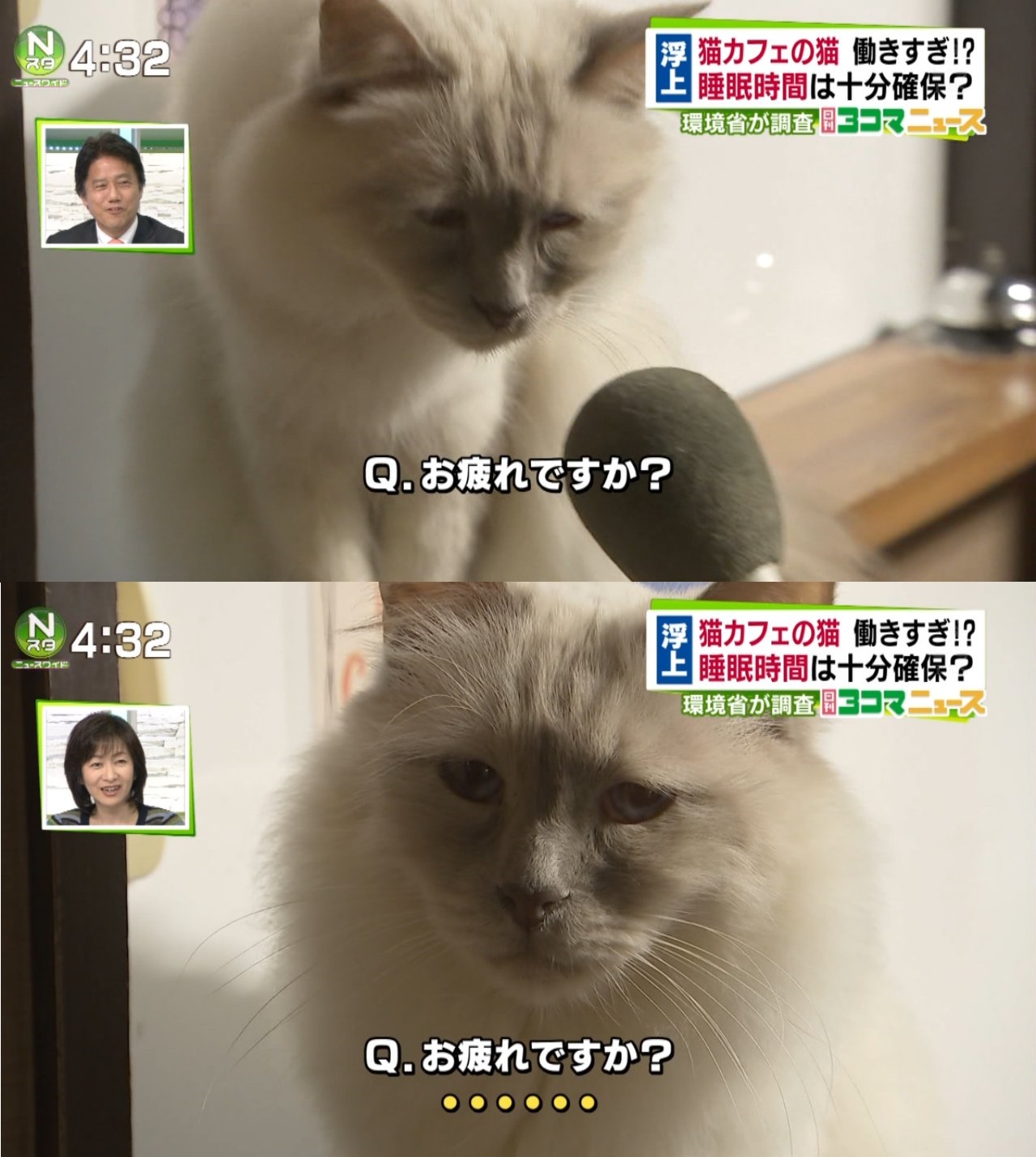 「猫ですら深夜まで働かされるブラック日本」　猫カフェの営業時間延長を承認するニュースにネット驚愕