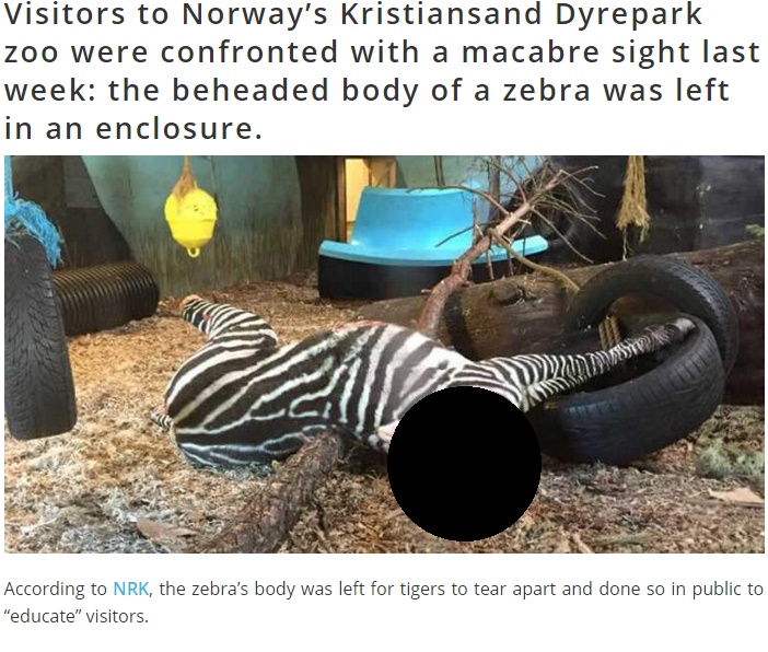 ノルウェーの動物園「シマウマ増えたから子供の前でトラの餌にして喜ばしたろ」