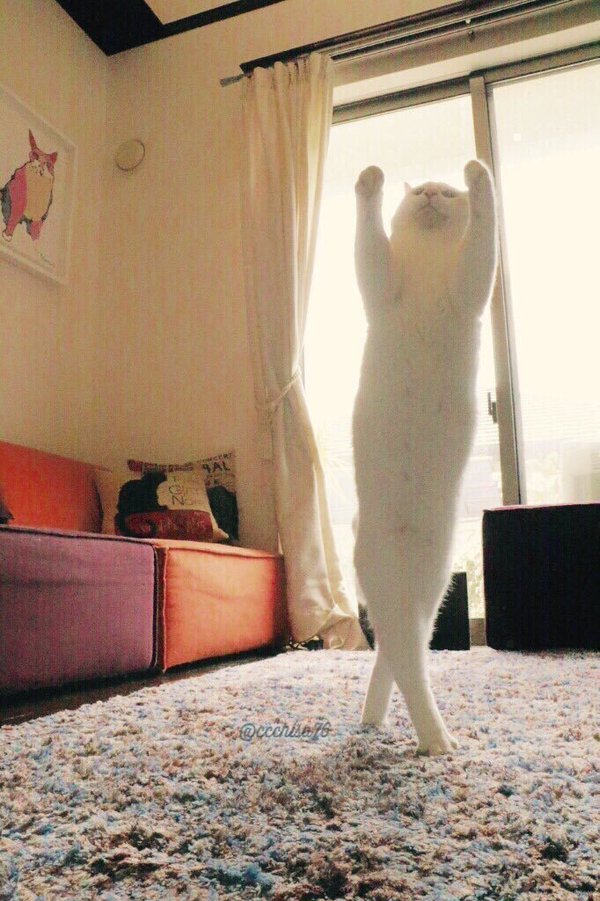 【画像】日本の猫バレエダンサーが世界中で話題に