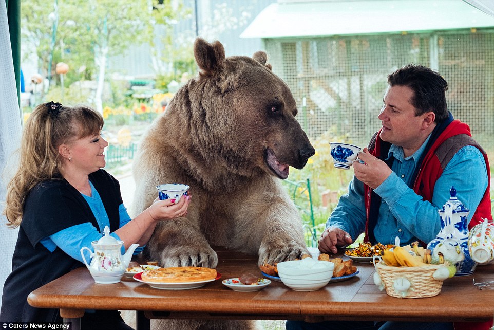 【画像】ロシアの夫婦　巨大な熊と共に生活をしている様子がコレ　グリズリーデカすぎワロタ