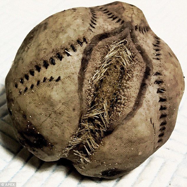 【画像】腐った野球ボールのような新生物が発見される