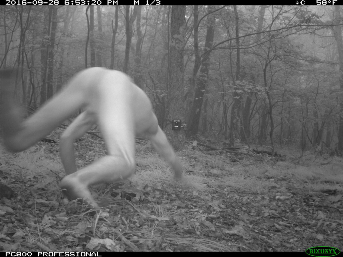 森に野生動物観察の為カメラを設置→謎の全裸男が暴れまわる姿が撮影される