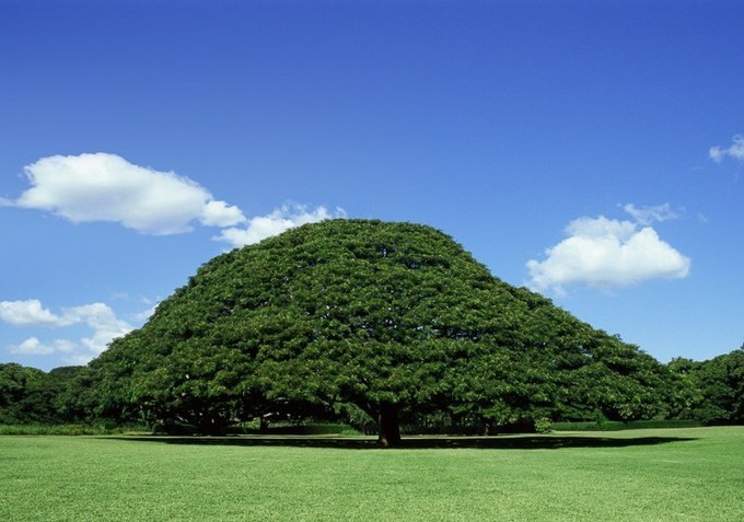 「この木なんの木」の「日立の樹」にかかる維持費　なんと年間5000万円ｗｗｗｗｗｗ