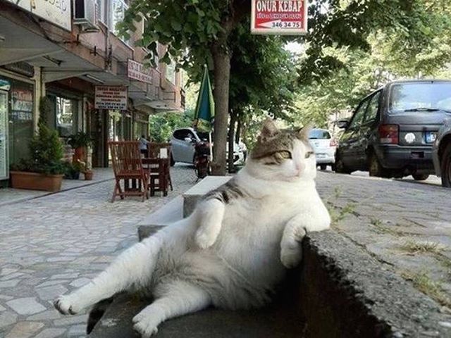 例のトルコの盗まれた猫の像、元の場所に戻る