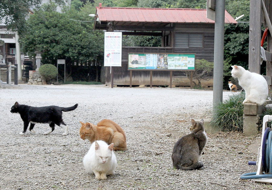 猫キチが餌だけ与えて放置　神社「勝手に”猫神社”とされ困っている。爪で社が壊される。助けて！！」