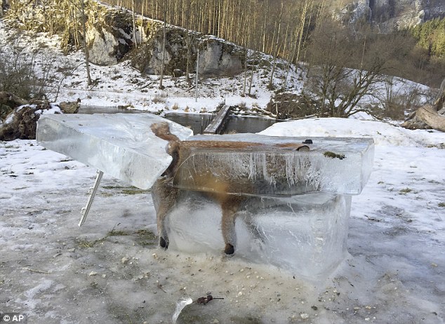 【画像】川に落ちたキツネ、無事に氷結する