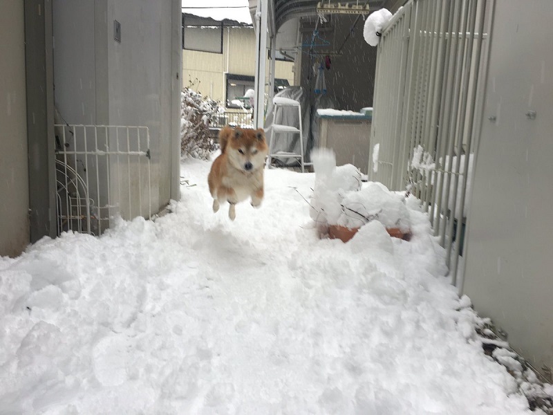 【画像】雪ではしゃぐ犬ｗｗｗｗ
