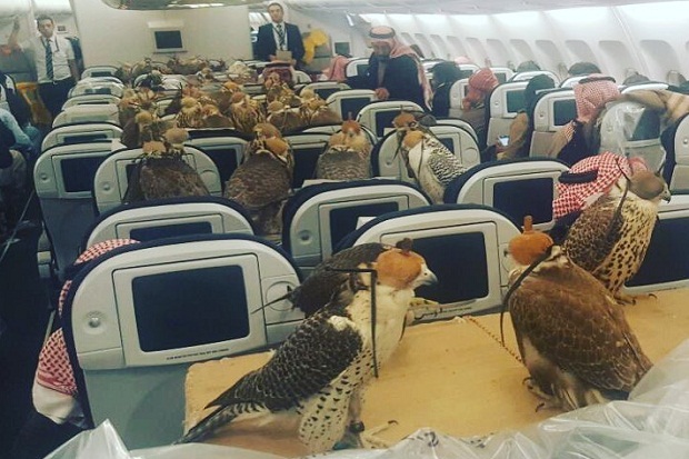 サウジアラビアの王子、飛行機のチケットを８０席分購入し８０羽のハヤブサを乗せて旅行する