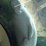 【画像】水族館でジュゴンが卑猥な動きをして家族連れとカップルが気まずい空気に