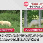 【北海道】「真っ白」のヒグマ目撃相次ぐ　危険性は普通のクマと同じ