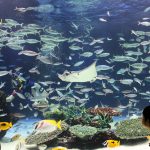【画像】魚が1235匹死んだ池袋サンシャイン水族館の現在の様子ｗｗｗｗｗ
