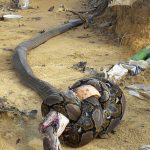 【画像】キングコブラとニシキヘビ、相討ちで死亡