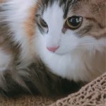 【画像】中川翔子「今まで飼った猫とは次元が違う美少女っぷり」   保護ねこカフェで出会った新しいネコを飼う