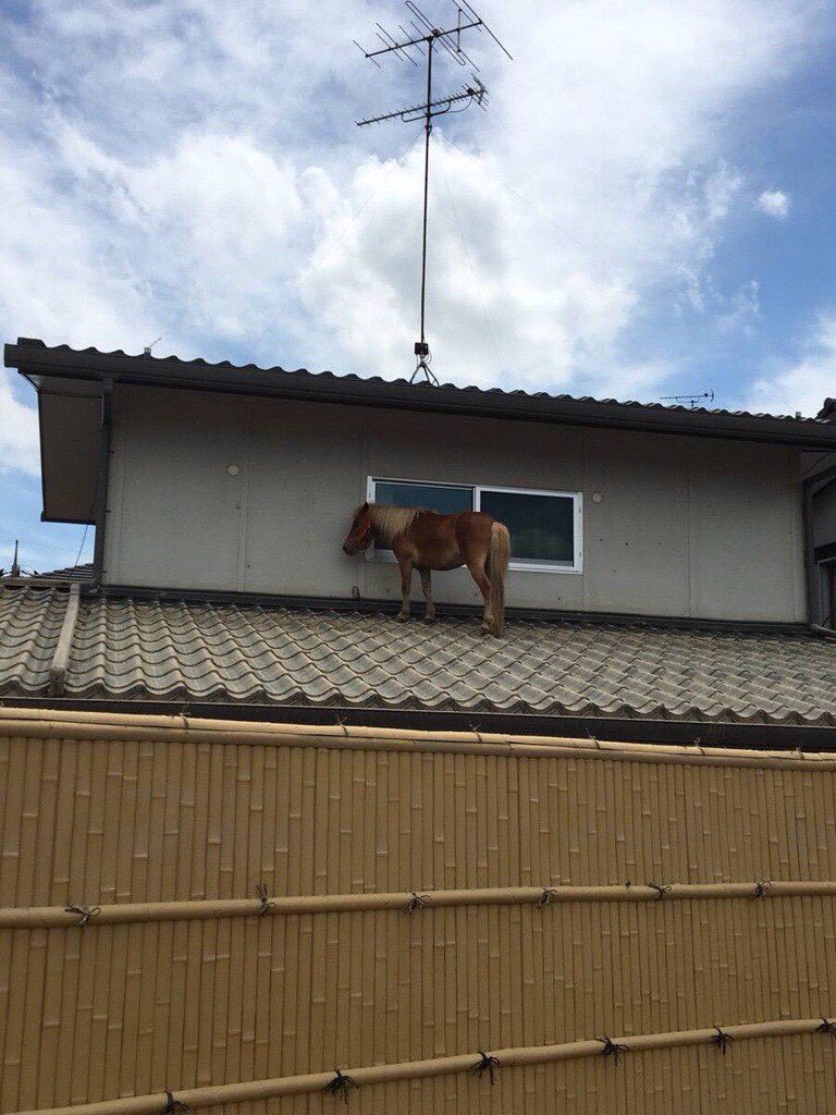 【画像】洪水で流された馬、民家の屋根の上で見つかる