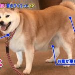 【閲覧注意】首がない犬