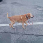 【画像】犬の散歩をする犬が発見される