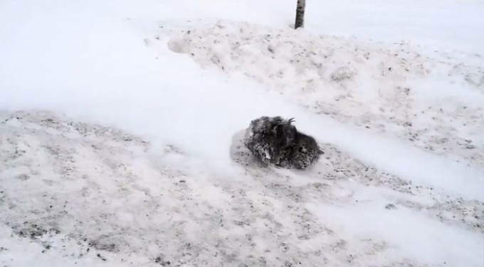 【画像】ロシア人「凍りついた猫解凍してみた結果ｗｗｗｗ」→
