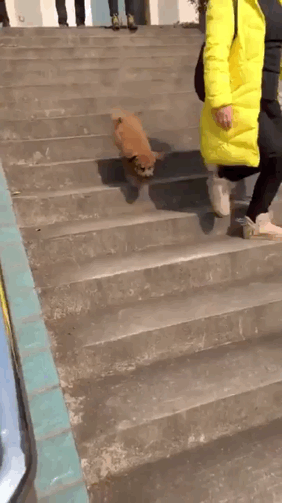 【gif】イッヌ、階段を下りる時に後ろ足は要らないことに気付く