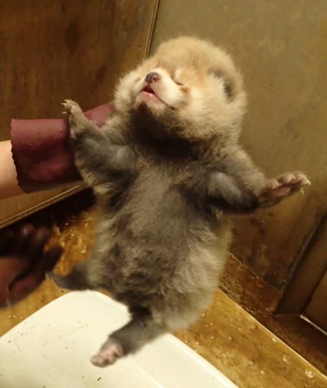 【画像】レッサーパンダの赤ちゃん、可愛すぎる