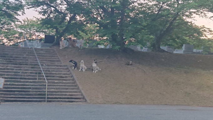 【動画像】野犬だらけのヤバすぎる公園が見つかる