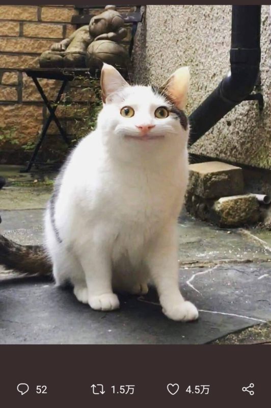 【画像】「この猫、唐沢貴洋を論破した時のひろゆきにめっちゃ似てる」