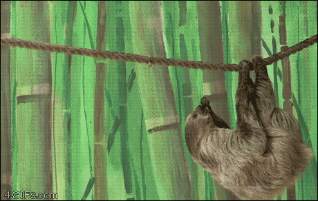 【gif】ナマケモノ、お猿にごはんを取られて咽び泣く
