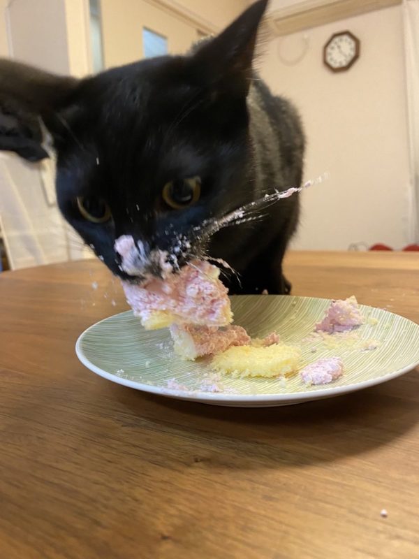 【画像】上級ネコ、猫専用クリスマスケーキを食べご満悦