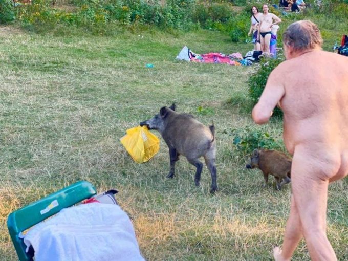 【画像】ロシア人、キャンプ中に服をイノシシに奪われ全裸で追いかけっこ