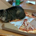 【画像】猫、ピザの上に乗るｗ