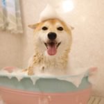 【画像】イッヌ、風呂に入ってご満悦