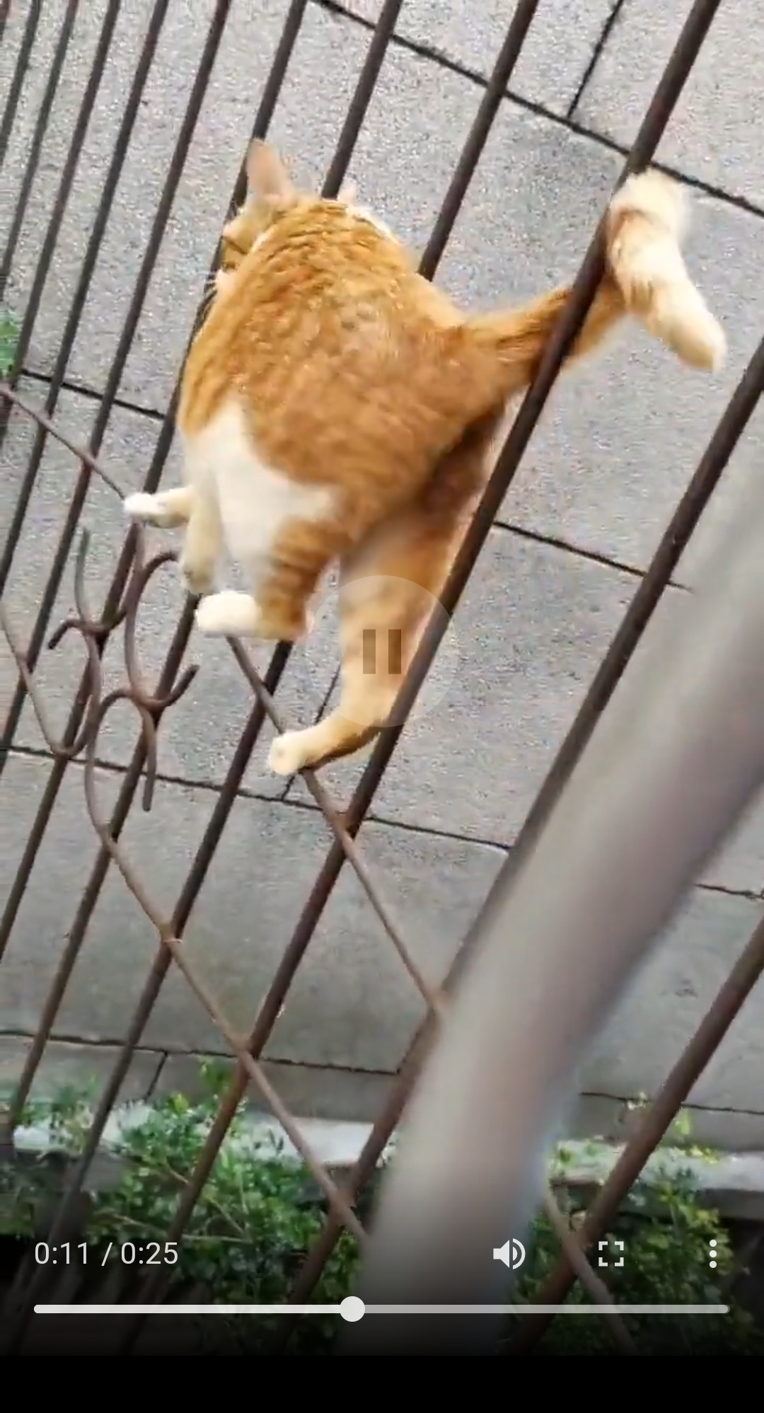 【動画】ネコの移動、ガチで意味不明
