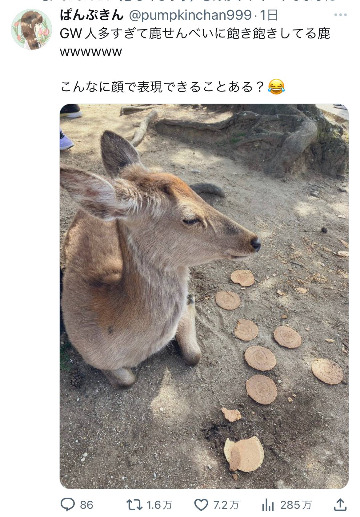 【画像】奈良の鹿さん、GWで人が来すぎて鹿せんべいを拒否してしまう