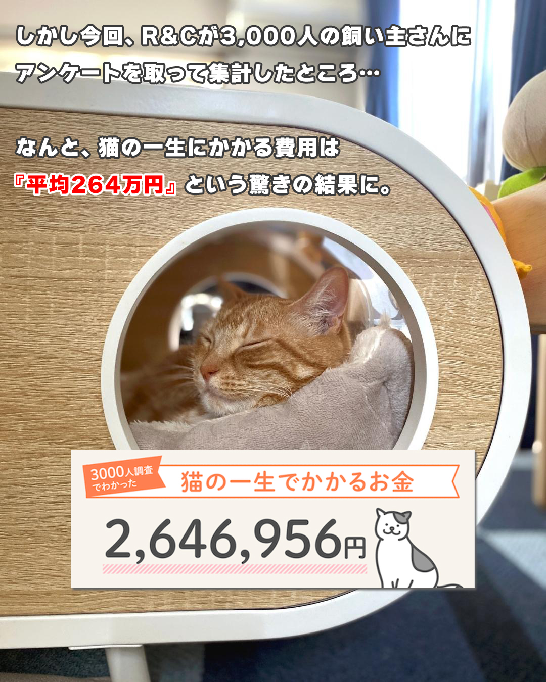 【画像】猫の飼育費、1匹270万円かかることが判明😿